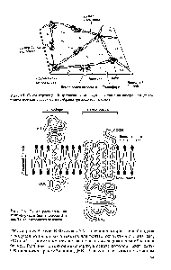 Рис. 1.5. Схема <a href="/info/1534580">структурной организации молекул</a> спектрина на внутренней (цитоплазматической) <a href="/info/101068">поверхности мембраны</a> эритроцитов человека