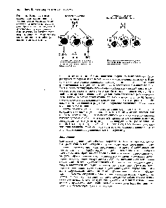 Рис. 13-16. <a href="/info/1384686">Различные клетки</a>-мишени, содержащие одни и те же <a href="/info/327089">рецепторные белки</a>, могут по-разному реагировать на тестостерон. При синдроме <a href="/info/510678">тестикулярной феминизации</a> <a href="/info/1397431">мутация единичного</a> гена, изменяющая рецептор тестостерона, приводит к тому, что все <a href="/info/200568">клетки-мишени</a> не способны реагировать на этот гормон.