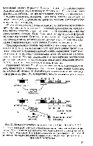 Рис. 33. Индукция синтеза ферментов катаболизма лактозы у Е. oli 