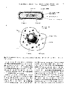 Рис. 2.1. <a href="/info/1012491">Схематическое представление</a> прокариотической <a href="/info/32980">бактериальной клетки</a> А) и эукариотической животной клетки ( ).