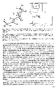 Рис. 11.8. <a href="/info/330484">Расчетная модель</a> метиламидов Ы-ацетил-а-аминокислот с плоскими транс-конфигурациями пептидных групп (со = 180°) в конформации с двугранными углами ф =