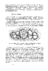 Рис. 17. <a href="/info/132233">Гифы гриба</a> в сосудах стебля хлопчатника, зараженного Verti illium (по Радкевич, 1936)