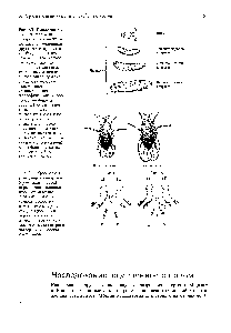 Рис. 3.3. <a href="/info/510355">Плодовая мушка</a> Drosophila melanogaster размножается, питаясь опавшими фруктами и продуктами <a href="/info/1277431">бродильных производств</a>. Это мелкое насекомое <a href="/info/117410">длиной</a> около двух миллиметров и весом около одного миллиграмма с желтовато-коричневым телом и красными глазами. <a href="/info/509453">Дрозофила</a>-очень распространенный и удобный объект генетических исследований, поскольку <a href="/info/24691">время генерации</a> у этих мух очень мало (около двух недель), а численность потомства велика (несколько сотен от каждого скрещивания). Дрозофилы легко разводятся в лабораторных условиях.