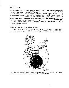 Рис. 169. Матричная гипотеза (схема) антиген проникает в плазматическую клетку и <a href="/info/1435355">служит матрицей</a> для синтеза антител.
