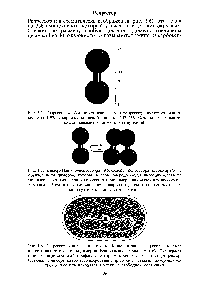 Рис. 1.8. Репрессор в лизогенной клетке. Большая часть репрессора в <a href="/info/1892184">таких клетках</a> находится в виде димеров. Единственная хромосома Е.соИ содержит один интегрированный профаг, с которым <a href="/info/1435757">прочно связывается</a> репрессор. Остальные димеры слабо ассоциированы с другими участками <a href="/info/32685">бактериальной хромосомы</a> или находятся в клетке в свободном состоянии.
