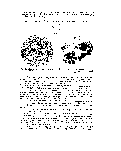 Рис. 10. Кристаллы люминала, <a href="/info/805701">полученные кристаллизацией</a> из серной кислоты.