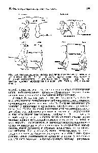 Рис. 25.4. Нейроэндокринная система <a href="/info/1889269">регуляции размножения</a> у насекомого (А) и осьминога (Б). Вверху изображены нервные звенья этих систем, а внизу — нх взаимодействие с органами-мншенями самок и самцов при посредстве гормонов, циркулирующих в крови. (По Gordon, 1870, с изменениями.)
