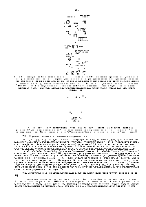 Рис. 9-23. Строение нуклеосом. Нуклеосомные частицы состоят из двух полных витков ДНК (83 <a href="/info/101786">нуклеотидных пары</a> на виток) закрученных вокруг кора, представляющего собой <a href="/info/33170">гистоновый октамер</a>, и соединяются между собой <a href="/info/1324341">линкерной</a> ДНК. Нуклеосом-ная частица выделена из хроматина путем <a href="/info/187091">ограниченного гидролиза</a> <a href="/info/1324341">линкерных</a> участков ДНК <a href="/info/33140">микрококковой нуклеазой</a>. В каждой нуклеосомнои частице фрагмент двойной спирали ДНК, имеющий в длину 146 пар оснований, закручен вокруг <a href="/info/1350041">гистонового</a> кора. Этот белковый кор содержит по две молекулы каждого из <a href="/info/28947">гистонов</a> Н2А, Н2В, НЗ и Н4. <a href="/info/31816">Полипептидные цепи</a> <a href="/info/28947">гистонов</a> насчитывают от 102 до 135 аминокислотных остатков, а общий вес октамера составляет приблизительно 100000 Да. В деконденсированной форме хроматина каждая бусина связана с соседней <a href="/info/8584">частицей</a> нитевидным участком