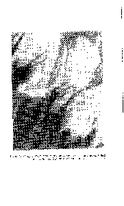 Рис. 7. Микрофотография межкристаллитных связей, показанных на рис. 6, под большим увеличением.
