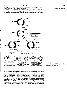 Рис. 24 Схема нспольэовання плазмиды рВН.122 для отбора клеток, содержащих рекомбинантные плазмиды.