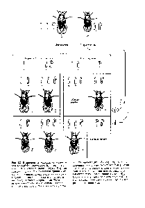 Рис. 3.8. Вторичное нерасхождение Х-хромосом Drosophila melanogaster. <a href="/info/976275">Бриджес</a> предположил, что мейоз у самок с двумя Х-хромосомами и одной Y-хромосомой происходит двояко в первом случае Х-хромосомы расходятся к разным полюсам и к одному из них <a href="/info/1234064">отходит также</a> Y-хромосома (92%), во втором случае обе Х-хромосомы отходят к одному полюсу, а Y-хромосома-к друго-