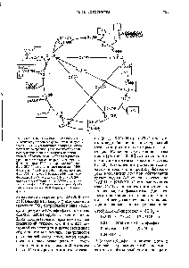Рис. 23-20. <a href="/info/1581685">Цикл Кальвина-превращение</a> Oj в D-глюкозу в <a href="/info/526428">процессе фотосинтеза</a>. Вступающая в цикл Oj и <a href="/info/17660">конечный продукт</a>, глюкоза, показаны на красном фоне. Все <a href="/info/279716">прочие соединения</a>, вступающие в цикл или выходящие из него, обведены рамкой. <a href="/info/1459095">Сбалансированные уравнения реакций</a> см. на рис. 23-21. ЗФГ-3-фосфоглицерат ГЗФ - глицеральдеги д-З-фос-фат ДГАФ-дигидроксиацетонфосфат ФДФ-фруктозо-1,6-дифосфат Ф6Ф -фруктозо-6-фос-фат Г6Ф-глюкозо-б-фосфат Э4Ф-эритрозо-