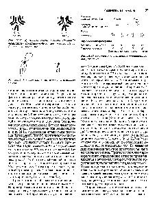 Рис. 24.17. <a href="/info/700854">Половые хромосомы человека</a> в метафазе мейоза.