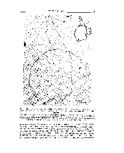 Фиг. 98. Радиоавтограф интактной хромосомы Е. oli, которую выращивали в присутствии Н-тимина в течение периода, несколько меньшего, чем два периода генерации.