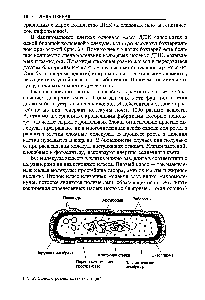 Рис. 2. <a href="/info/325342">Схема строения</a> клетки бактерий