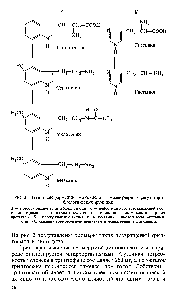 Рис. 2. <a href="/info/1881547">Пути трансформации</a> аминокислот в <a href="/info/823030">молекулярные регуляторы</a> биологических функций.