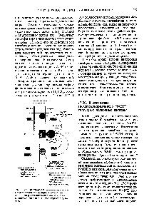 Рис. 17-25. <a href="/info/185658">Транспортные системы</a> <a href="/info/1900631">внутренней митохондриальной мембраны</a>, переносящие ADP и фосфат из цитозоля в матрикс, а но-восинтезированный АТР-из матрикса в цитозоль.