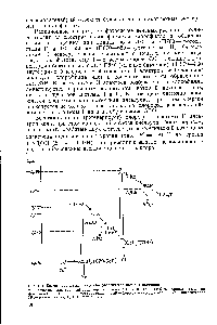Рис. [. 5. Схема <a href="/info/591493">первичных процессов фотосинтеза</a> высших растение 