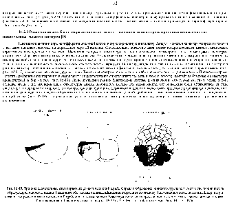 Рис. 16-19. Три <a href="/info/9312">последовательные стадии</a> раннего развития асцидий Styela. Справа изображение ранней гаструлы (вид снизу), где можно видеть образующуюся полость кишки. Различные области цитоплазмы яйца пигментированы по-разному. <a href="/info/1035851">Пигментация</a> носит постоянный характер и связана с определенным типом делегшй дробления Судьба каждого бластмера может быть представлена на основе того, какую часть цитоплазмы