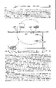 Рис. 63. Ингибирование глутаматдегидрогеназы по <a href="/info/510234">принципу обратной связи</a> под действием НАД-Н и высокого энергетического заряда .