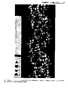 Рис. 3.45. <a href="/info/33158">Пространственная модель</a> ДНК. Стрелки указывают направление антипаралаелльных сахарофосфатных остовов <a href="/info/1696521">двух</a> полинуклеотидных цепей.