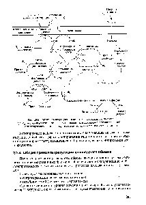 Рис. 20.6. Гормональная регуляция <a href="/info/11666">синтеза</a> и деградации гликогена 