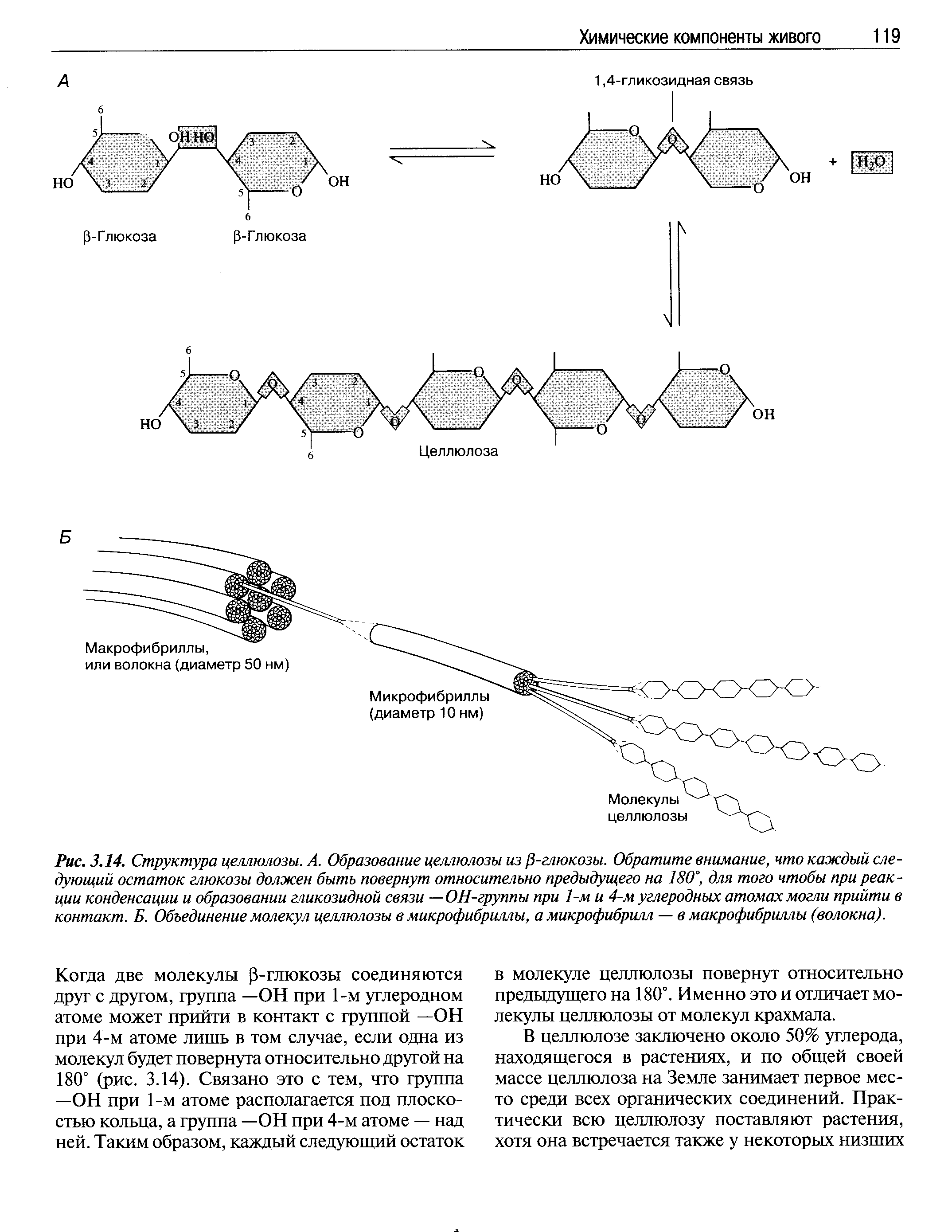 Строение целлюлозы