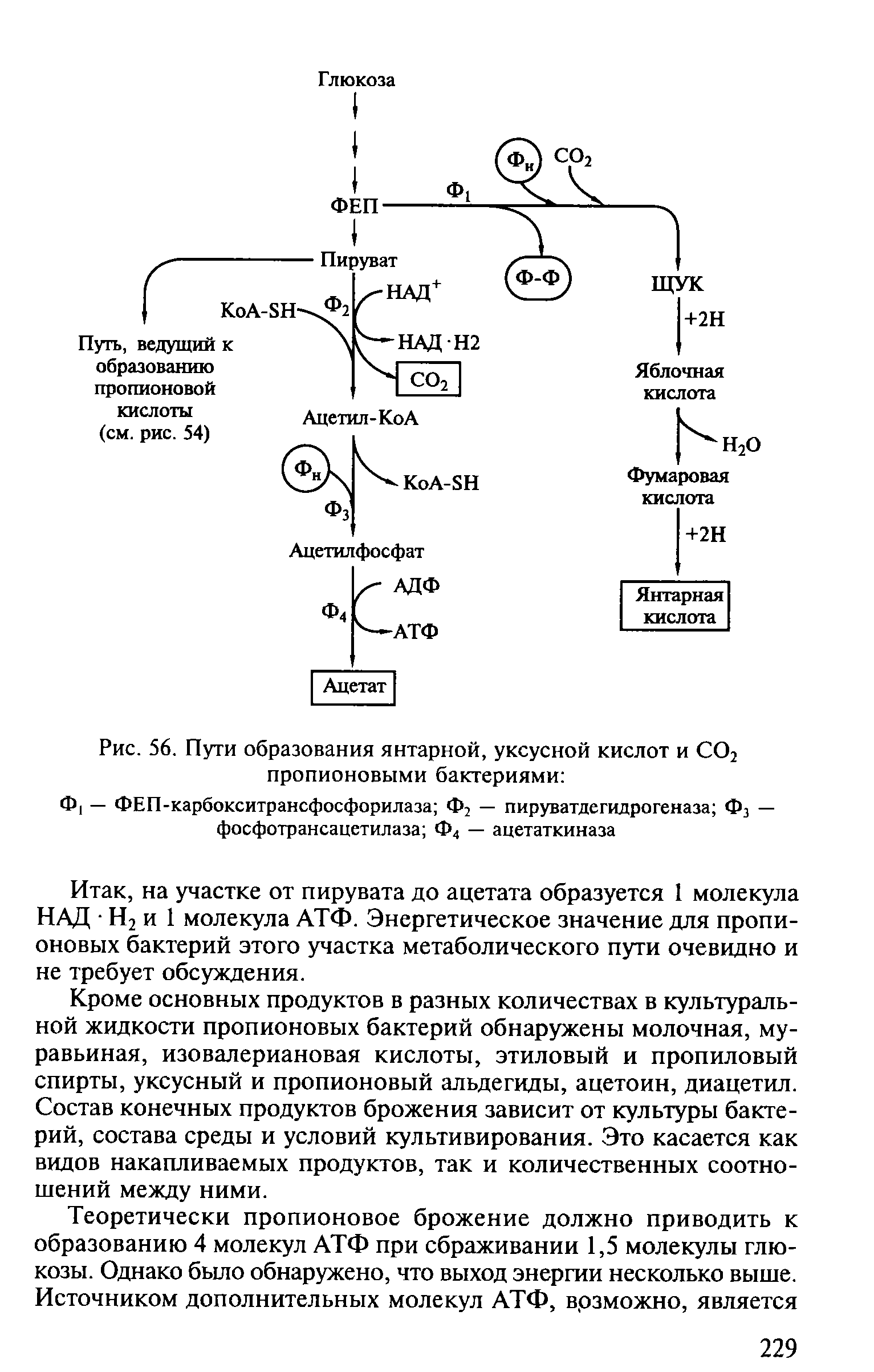 Пропионовокислое брожение схема