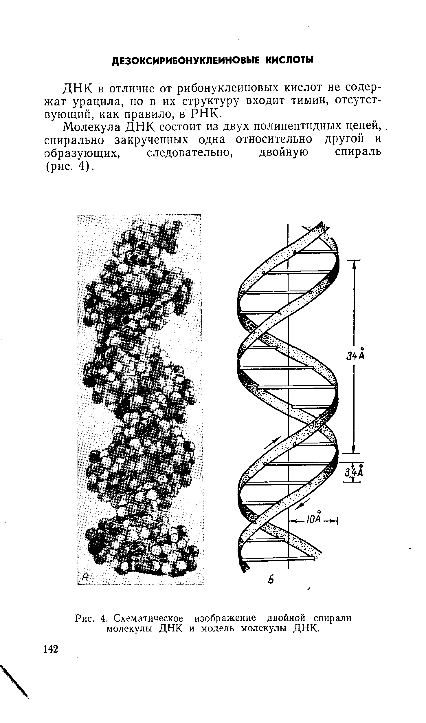 ДНК в отличие от рибонуклеиновых кислот не содержат урацила, но в их структуру входит тимин, отсутствующий, как правило, в РНК.
