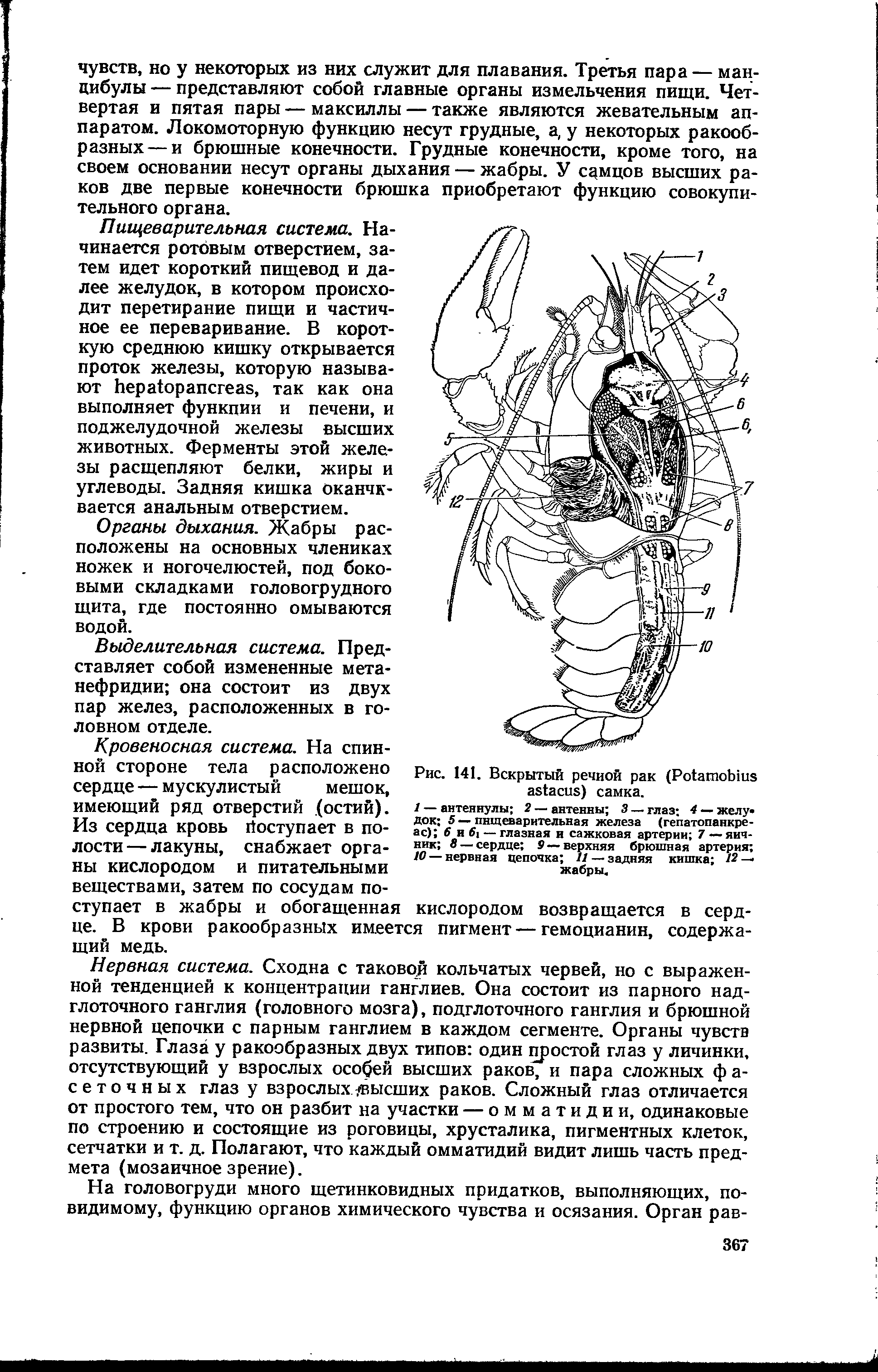 Вскрытый речной рак самка рисунок