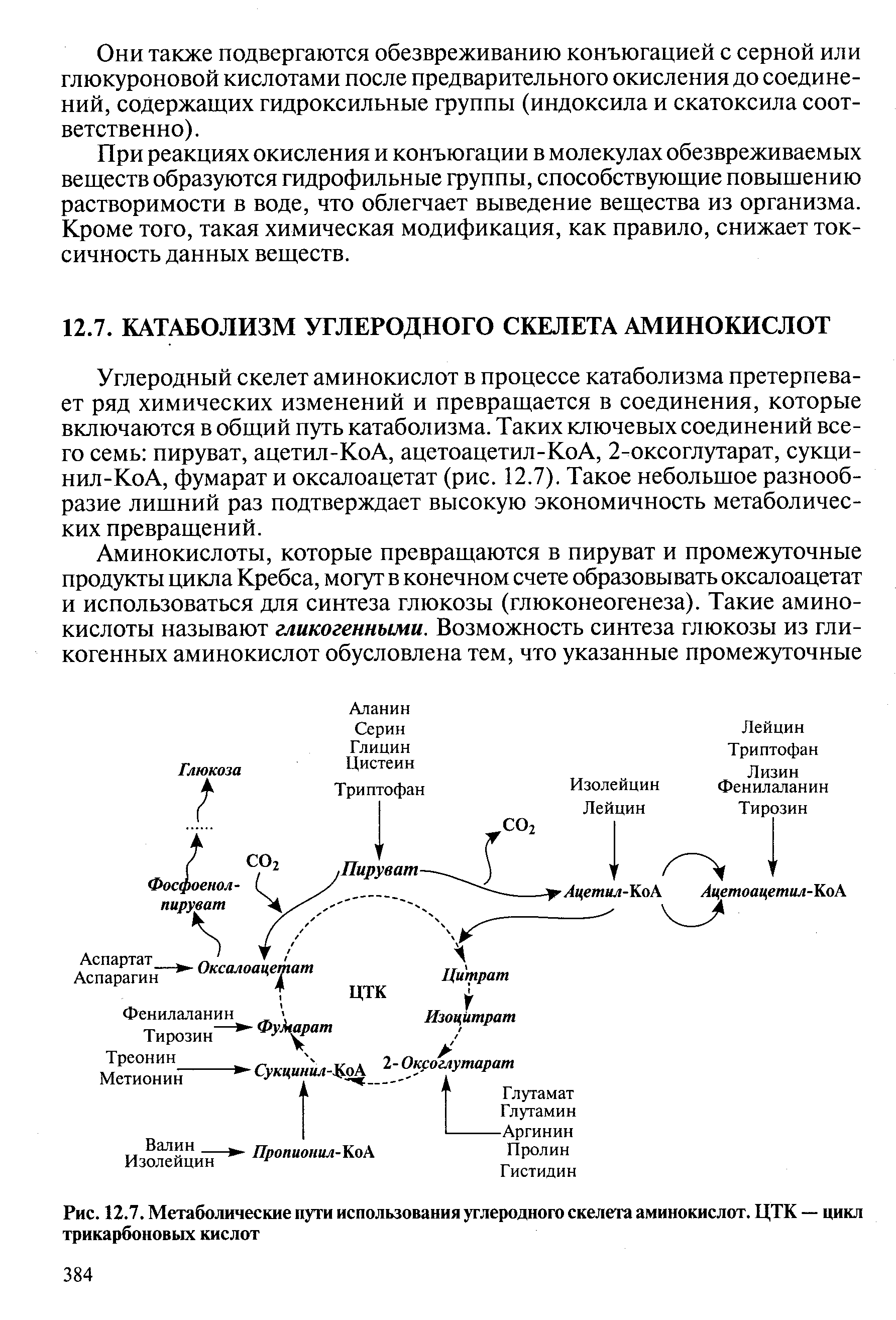 Углеродный скелет аминокислот в процессе катаболизма претерпевает ряд химических изменений и превращается в соединения, которые включаются в общий путь катаболизма. Таких ключевых соединений всего семь пируват, ацетил-КоА, ацетоацетил-КоА, 2-оксоглутарат, сукци-нил-КоА, фумарат и оксалоацетат (рис. 12.7). Такое небольшое разнообразие лишний раз подтверждает высокую экономичность метаболических превращений.