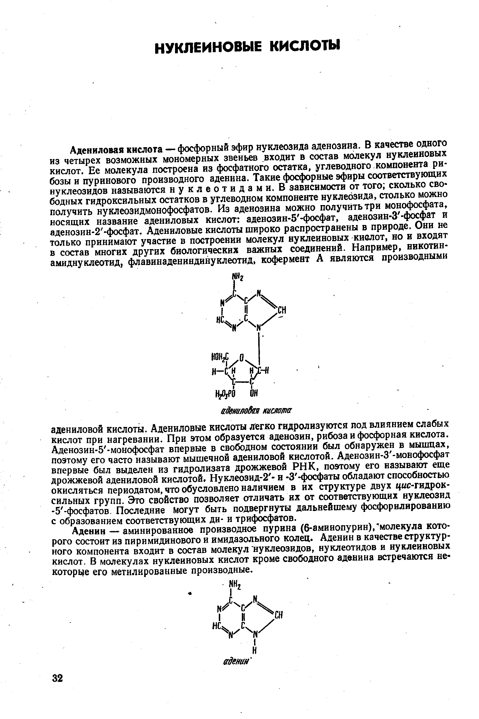Аденин—аминированнов производное пурина (6-аминопурин), молекула которого состоит из пиримидинового и имидазольного колец. Аденин в качестве структурного компонента входит в состав молекул нуклеозидов, нуклеотидов и нуклеиновых кислот. В молекулах нуклеиновых кислот кроме свободного аденина встречаются некоторые его метилированные производные.