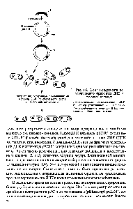 Рис. 1.6. <a href="/info/122821">Схема эксперимента</a> по клонированию фрагментов ДНК с помощью плазмид 