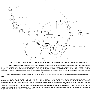 Рис. 8-81. <a href="/info/1278415">Жизненный цикл вируса</a> <a href="/info/168769">леса Семлики</a>. На большинстве этапов биосинтеза этот вирус паразитирует на клетке-хозяине.