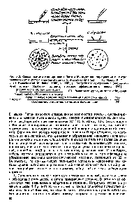 Рис. 3.3. <a href="/info/1006906">Схема техники</a> клонирования Пака и Маркуса для определения ин витро выживаемости клеток млекопитающих <a href="/info/69892">после облучения</a> [Риск Т. Т., Mar us Р. Т. — J. of Experimental Medi ine, 1956, v. 103, p. 653]. He все контрольные (необлученные) <a href="/info/1397055">клетки образуют</a> колонии, поэтому эффективность посева (ЭП) = <a href="/info/306043">Среднее число</a> колоний на чашку