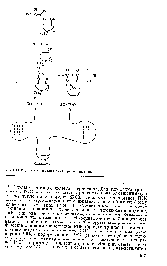 Рис. 3.4.2. Структура клеверного листа транспортных РНК.