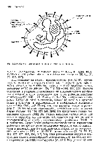 Рис. 22.10. Схематическое изображение структуры аренавируса.