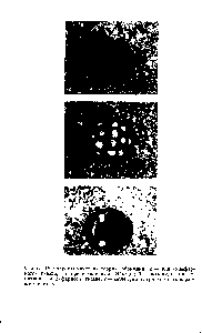 Фиг. 18. <a href="/info/1180314">Стереохимическая теория обоняния</a> а— вид камфарного гнезда, по представлениям Эймура б — молекула циклооктана в камфарном гнезде в— молекула хлорэтана в камфарном гнезде.