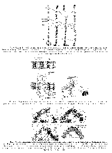 Рис. 9-48. Серия фотографий, иллюстрирующая <a href="/info/9312">последовательные стадии</a> возникновения и регрессии пуфов в <a href="/info/98337">политенных хромосомах</a> Drosophila melanogaster. Представлен фрагмент левого <a href="/info/700698">плеча хромосомы</a> 3, содержащий пять крупных пуфов. Каждый из этих пуфов активен лишь в течение <a href="/info/622553">короткого периода</a> зафиксированная на фотографиях <a href="/info/166669">последовательность событий</a> занимает 22 ч и повторяется в каждом поколении м о< .