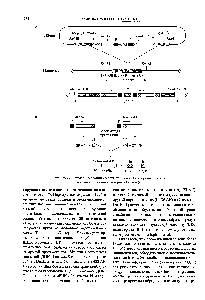 Рис. 19.17. Схема интеграции кассеты генов в ДНК хлоропластов а) и транс-сплайсинга химерных белков (б)