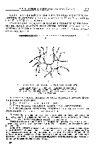 Рис. 42. Схемы строения амилозы (Л) и амилопектина (Б) 