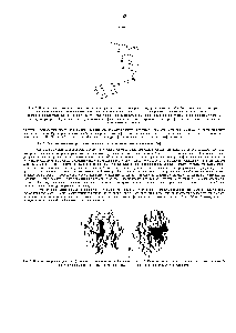 Рис. 3-52. Компьютерные модели. Л. <a href="/info/3211">Цитохром</a> с с его <a href="/info/1253">простетической группой</a> - гемом. Б. Лизоцим яичного белка со <a href="/info/1413616">связанным олигосахаридом</a>. В обоих случаях связанный лиганд <a href="/info/1903328">показан</a> в цвете. (С любезного разрешения Ri hard J. Feldmann.)