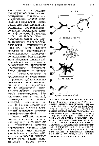 Рис. 14-1. Сопоставление <a href="/info/3467">последовательности реакций</a> в методе a-ELISA и в других антиген-специфических вариантах ELISA. ЩФ — <a href="/info/105736">щелочная фосфатаза</a> темный шестиугольник— иммобилизованный антиген светлые Y-образные молекулы — первые антитела темные Y-образные молекулы — изотип-специфи-ческие антиглобулины Y-образные молекулы, помеченные точками — третьи антитела, в одном из вариантов конъюгированные с <a href="/info/25551">фосфатазой</a> заштрихованные Y-образные молекулы — <a href="/info/1390831">антитела против</a> ЩФ. В двух вариантах (в середине схемы) используются обычные конъюгаты, полученные в одну стадию с помощью <a href="/info/1219840">глутарового</a> альдегида.