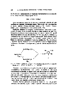 Рис. 6.1. <a href="/info/54906">Синтез пиррола</a> по Киорру с использованием ацетоуксусного эфира [4J.