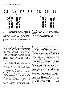 Рис. 2.49. Хромосома 9 от разных гетерозигот по одинаковой инверсии inv 9 (р1 ql3). В каждой паре слева <a href="/info/806466">помещен нормальный</a> гомолог, сп/)а-80 - инвертированная хромосома, три препарата окрашены по G-методу, один-по С-методу. Две <a href="/info/152661">правые пары</a> хромосом принадлежат индивиду со <a href="/info/1353794">вторичной перетяжкой</a> в нормальном гомологе.