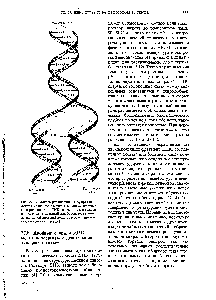 Рис. 27-13. Модель репликации ДНК, предложенная Уотсоном и Криком. <a href="/info/509747">Комплементарные цепи</a> родительской ДНК разделяются, и каждая из них <a href="/info/1435355">служит матрицей</a> для биосинтеза комплементарной <a href="/info/1413324">дочерней цепи</a> (<a href="/info/1413324">дочерние цепи</a> показаны красным цветом).