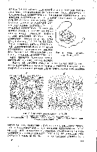 Рис. 5. <a href="/info/478813">Структура мезоморфных</a> гелей [76] 