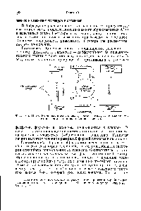 Фиг. 105. Цикл Кори <a href="/info/939508">взаимосвязь между</a> гликогенезом, гликогенолизом > гликолизом и <a href="/info/71266">циклом лимонной</a> кислоты.