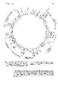 Рис. 7.20. <a href="/info/292869">Генетическая карта бактериофага</a> Т4, на которой видно, что гены, участвующие в <a href="/info/1456355">сборке головки</a>, хвостового отростка и <a href="/info/200509">гены синтеза</a> ДНК сгруппированы вместе.