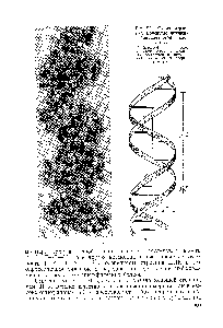 Рис. 22. <a href="/info/659907">Схема строения молекулы</a> дезоксирибонуклеиновой кислоты 